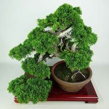 盆栽 真柏 樹高 上下 約45cm しんぱく 高級盆栽 Juniperus chinensis シンパク “ジン シャリ” ヒノキ科 常緑樹 観賞用 現品_画像8