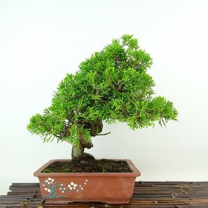  bonsai genuine Kashiwa height of tree approximately 24cm....Juniperus chinensissin Park * Gin car li~ hinoki . evergreen tree .. for reality goods 