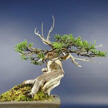 盆栽 真柏 樹高 約24cm しんぱく 高級盆栽 Juniperus chinensis シンパク “ジン シャリ” ヒノキ科 常緑樹 観賞用 現品_画像2