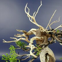 盆栽 真柏 樹高 約24cm しんぱく 高級盆栽 Juniperus chinensis シンパク “ジン シャリ” ヒノキ科 常緑樹 観賞用 現品_画像6