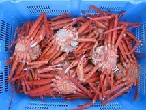 【釜揚げ直送】「浜茹で蟹/整体6尾位で2.5kg」完全無欠　(紅ずわい蟹)_画像10