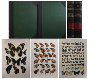 洋書 蝶々リトグラフ図版203点収録『The Macrolepidoptera of the world 世界の大型鱗翅目 Vol.5』1925年 石版画 昆虫 動植物図