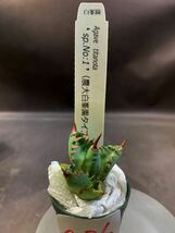 白峯園 a36 エスピーナンバーワンAgave titanota Sp.No:1，（農大白峯園タイプ）発根確認　アガベ チタノタ 多肉植物 _画像5