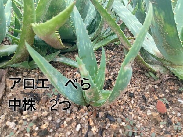 無農薬　アロエ　ダヴィアナ　中株２つ