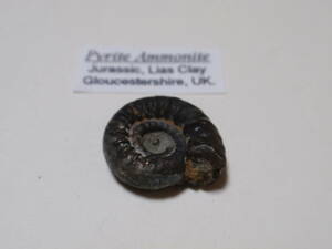 ミニアンモナイト化石　Pyrite Ammonite Jurassic Lias Clay 英国産　（9）