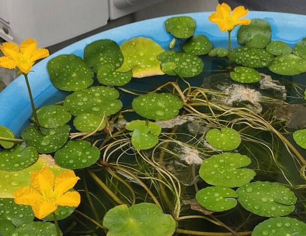 アサザ3株