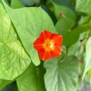 マルバルコウソウの種　ビタミンカラー　オレンジ　蔓性　朝顔　丸葉縷紅草　春蒔き