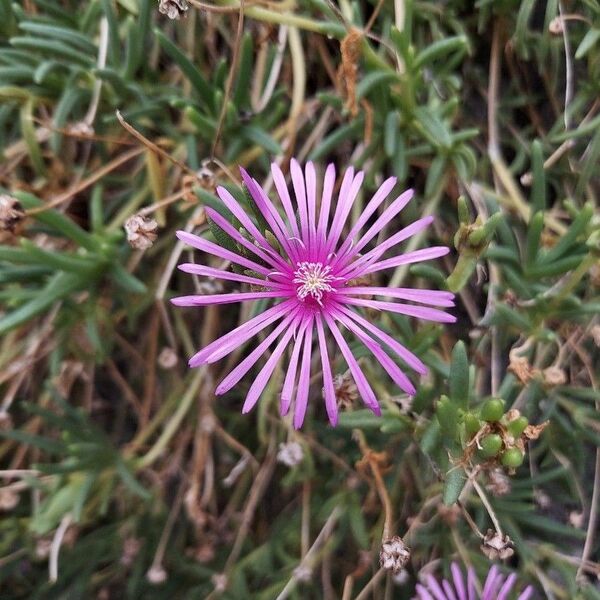 松葉菊の挿し木　10本