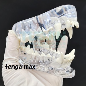 SALE # dog tooth . model final product transparent crystal resin #dok tooth average . model tooth model tooth . animal resin tooth. education hospital 620