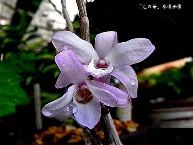 ○洋蘭○原種○カトレア○原産地由来○C.trianae oscura'Queen´(OG