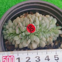 0923-R160 エリゼ綴化 エケベリア 多肉植物 韓国苗_画像1