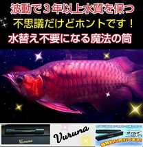 送料無料！アロワナ飼育者絶賛！【ヴァルナ23センチ】病原菌や感染症など有害物質を強力抑制！透明度が抜群になります！水替え一切不要に！_画像5