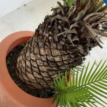 子株付き　ソテツ　約:50cm 【sago palm/蘇鉄/そてつ/ヤシの木/庭木/お祝い/幹太/南国風/ガーデン/ドラセナ】243058_画像7