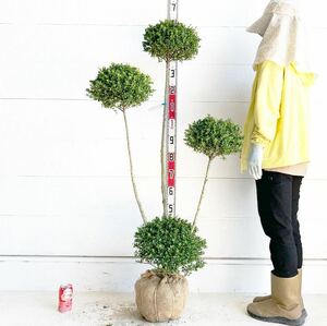 キンメツゲ　3本立ち　約140cm 根巻【トピアリー/玉柘植/柘植/苗木/植木/庭木/生垣/垣根/目隠し】119412