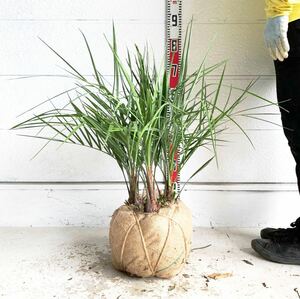 株立ち　ココスヤシ　約:60cm 【Butia capitata/シルバーヤシ/シルバーリーフ/ヤシの木/シンボルツリー/ドラセナ/3本立ち】244338