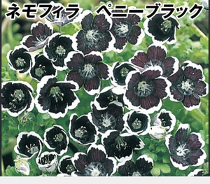 ネモフィラ　ペニーブラック10粒と2種類の植物の種のおまけ付き！