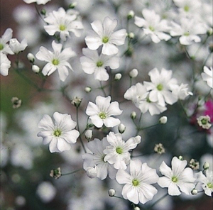 白花かすみ草15粒とおまけに2種類の種をお付けします