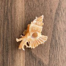 カトレアバショウ　貝殻　貝　シェル　貝殻標本　標本　アッキガイ科　かいがら　美しい造形　天然　コレクション　海　shell 巻貝_画像1