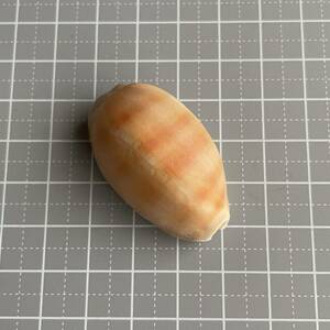 【 クチムラサキダカラ 】 タカラガイ　宝貝　貝殻　貝　シェル　貝殻標本　標本　骨格標本　コレクション　コレクター