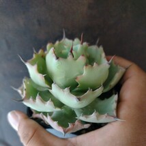 【AGAVE ISTHMENSIS ICE BLUE】 アガベ　イシスメンシス　アイスブルー　US輸入　猫の手イシス　中株_画像4