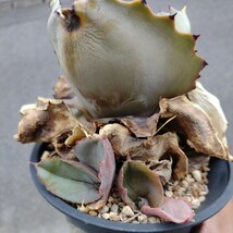 【AGAVE 　マルモラータパピリオ　プラタノイデス】アガベ　子株４個つき　 鉢ごと発送_画像3