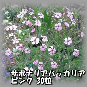 サポナリアバッカリア ピンク 30粒 花の種 2023年採種 202384