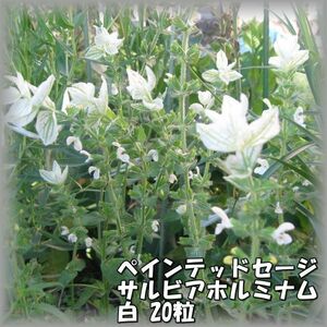 ペインテッドセージ/サルビアホルミナム 白 20粒 花の種 2023年採種 202342