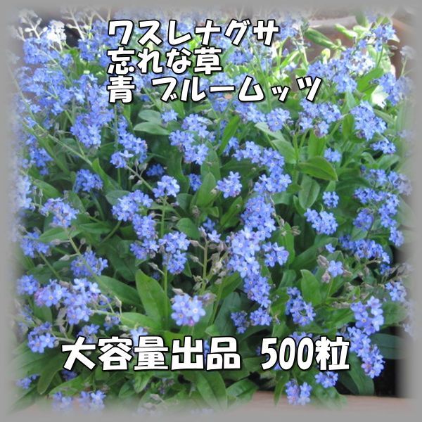 2023年最新】ヤフオク! -#勿忘草の中古品・新品・未使用品一覧