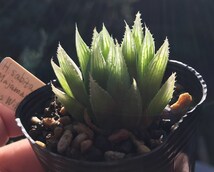 H. sabita, IB12667, DMC08773, Majamanini, 19 km SW of King William's Town / 多肉植物 ハオルチア サビタ ピリフェラ Haworthia_画像1