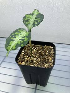 Aglaonema pictum NIRVASHアグラオネマ ピクタム　ニルバーシュ　ニルヴァーシュ　常湿