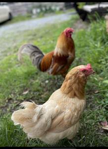 【超貴重】世界最大鶏ブラマ　有精卵　とカラフルなアローカナ有精卵　5個食べ比べ