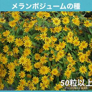 メランポジウム　花の種3