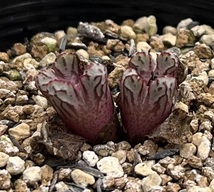 コノフィツム　Conophytum luckhoffii EVJ8226 Eagle’s Pride ②_画像2