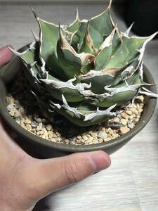 アガベ チタノタ シャークソーイ　子株　agave オテロイ　オアハカ　塊根植物　グラキリス　パキプス