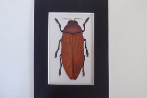  Insect Beetle art ⑦ insect botanikaru