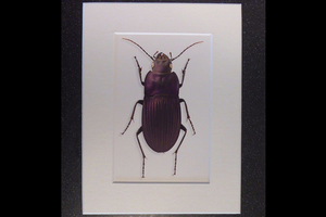  Insect Beetle art ⑨ insect botanikaru