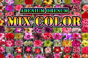 　アデニウムファーム使用種子　Adenium obesum 種子10粒　アデニウム オベスム　　塊根