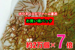 お買い得パック　ホウネンエビ　乾燥卵　２万個×７倍　+専用飼料+育て方解説書　　 ミジンコ　微生物　甲殻類　アクアリウム