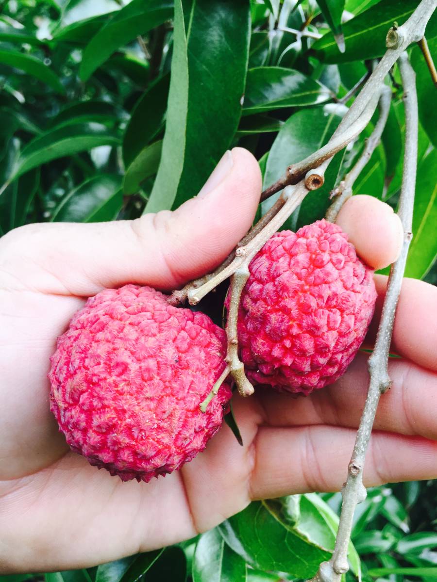 春新作の ライチ苗 なお 植物/観葉植物 - news.fitnyc.edu