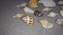 貝殻 標本 セット 沖縄_画像5