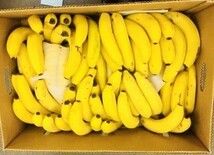 15kg 】フィリピン産　高地栽培バナナ　B品　大箱 バナナーつ！ 約80本くらい！_画像6