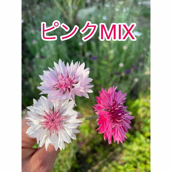 矢車草の種　ピンク系mix 100粒