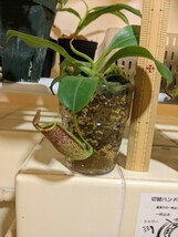 Nepenthes (veitchii x lowii) x (burbidgeae x edwardsiana) BE-3980 -ネペンテス ウツボカズラ 食虫植物_画像1