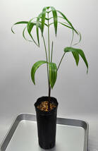 【送料込み】バコナパーム ②（Dypsis baronii'Black Petiole' ）ディプシス バロニー 'ブラックペティオ―ル' 黒い葉柄のヤシ_画像1