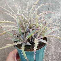 ディッキア Dyckia dawsonii x argentea from Bryan Chan_画像2