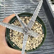 500円スタート!! Dyckia-Black Ice ディッキア-ブラックアイス_画像4