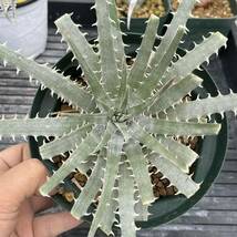 500円スタート!! Dyckia-delicata × delicata ディッキア-デリカータ × デリカータ_画像2