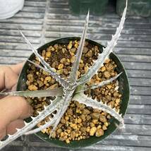 500円スタート!! Dyckia-Mercury original clone ディッキア-マーキュリー オリジナルクローン_画像4