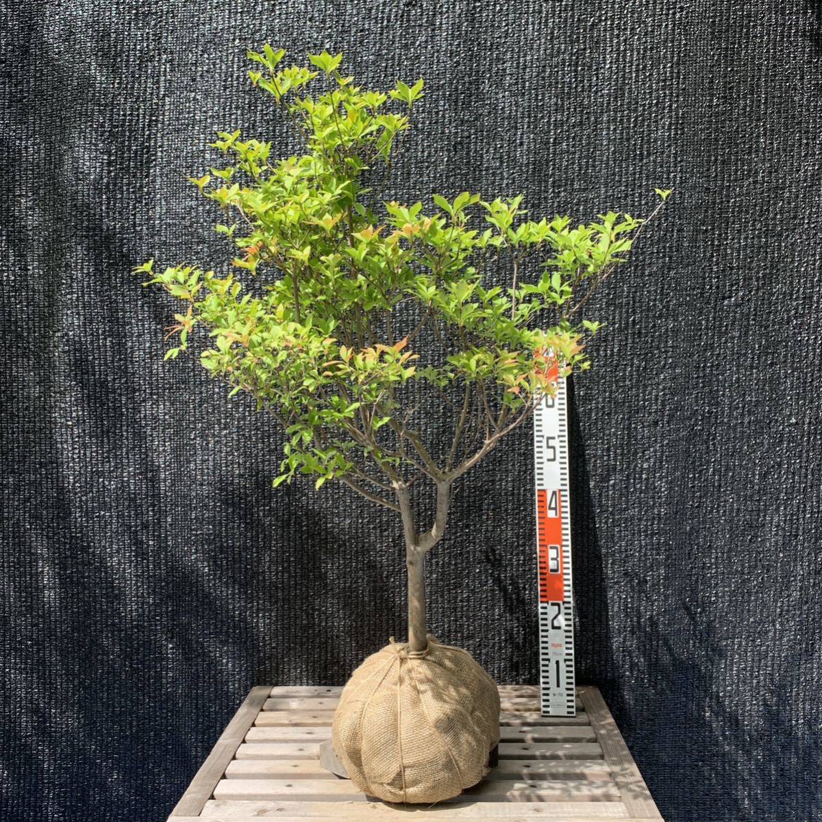 2023年最新】ヤフオク! -植木鉢(植木、庭木)の中古品・新品・未使用品一覧