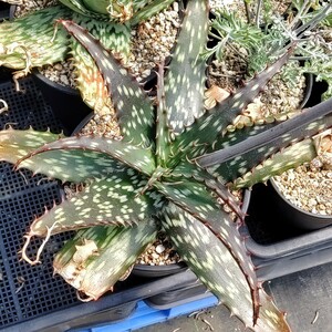 【自家採種“種子”/10粒】Aloe greatheadii (Rustenburg, RSA)//アロエ/多肉植物